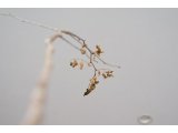 山桜その後④