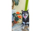 モモちゃん