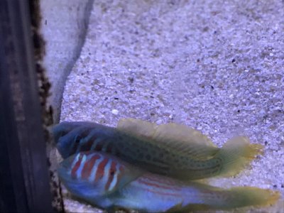 赤点