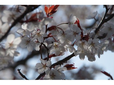 ★　山桜が満開を迎えています。