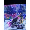 熱帯魚さんたちに癒される♪渋谷三丁目にある癒しの空間の交通事故治療院☆労災取扱☆恵比寿・代官山・中目黒・表参道