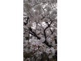 大将のおすすめ☆