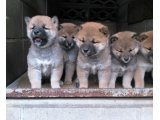 今日は、成人の日、新成人の皆様、おめでとうございます。