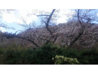 おぐら屋前桜並木道桜満開