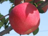 林檎リンゴりんご屋開店です。