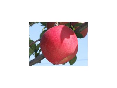 林檎リンゴりんご屋開店です。