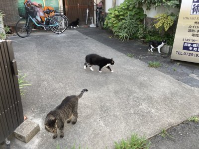 おはようございます。光療術院のにゃんきーずです。