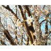 世田谷では桜が咲き始めました。春です。