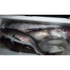 2月6日(水)の釣果