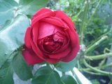 今朝赤いきれいなバラに感動しました