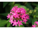 初めて覚えた花の名前
