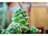 モナデニウム リチェイ