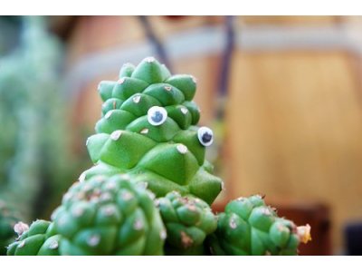モナデニウム リチェイ
