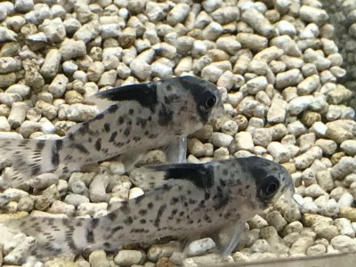 デルフォックス
