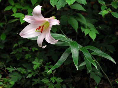 上川養鱒場たより 6月15日 朝