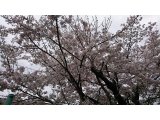 阪急嵐山線沿線の桜