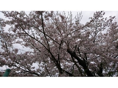 阪急嵐山線沿線の桜