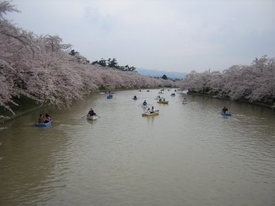 日本一の弘前桜祭り堪能しました