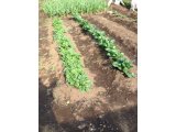 高創ファーム5月の様子