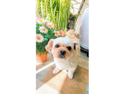 さくらちゃん
