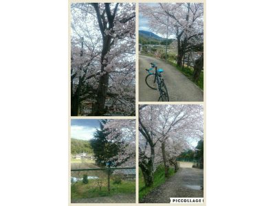 桜の花が満開です。