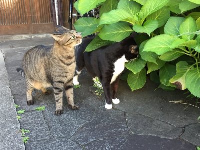 おはようございます。きょうもハッピーな笑顔で頑張りましょう。
