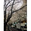ＪＲ線渋谷駅より徒歩30秒！夜間診療ＯＫのむちうち交通事故・労災治療の整骨院・原宿・新宿