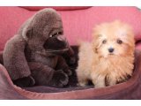 トイプードル子犬8頭の動画・ホームページを更新しました