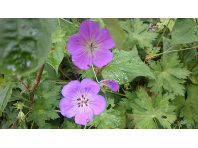 もう8月