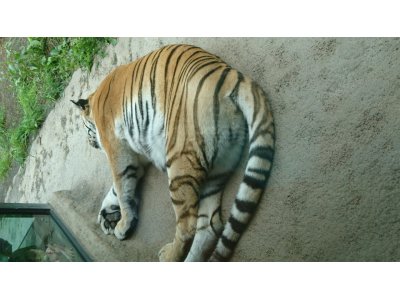 動物園へ