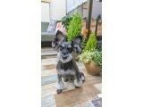 ステラちゃん