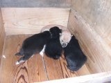 10月16日誕生の豆柴　子犬達のご紹介です。