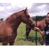 ハワイでの牛、馬