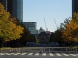 東京の黄葉