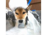 こてつくん