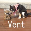 Vent”ヴィエント”