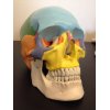 頭蓋骨模型