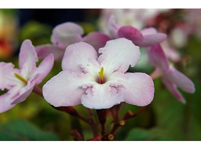 アッサム匂い桜 ルクリア