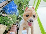 ロンくん