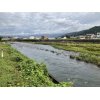 本日の河川の様子と鮎友釣りの釣果です。水量＋15㎝