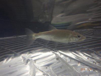 最新入荷魚