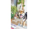 こてつくん