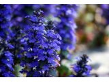 青の魅力　十二単の花