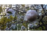 秋限定芋焼酎 熟柿(じゅくし)