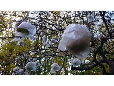 秋限定芋焼酎 熟柿(じゅくし)