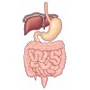 消化器（胃腸）