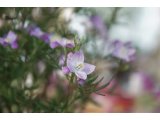 ボロニアピナータ(ミカン科)