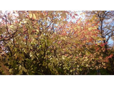 11月3日(火)祝日はお休み