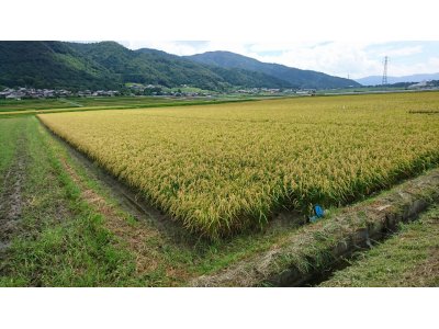 稲刈りも間近に迫ってきました。