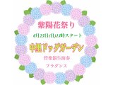 紫陽花祭り/詳細